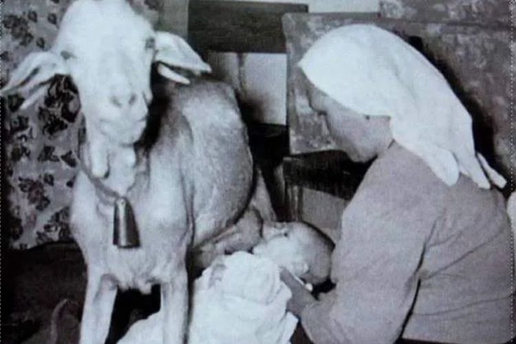 Foto bayi sedang menyusu dari kambing populer di situs komunitas Reddit.