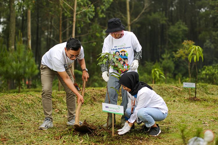 Hingga akhir September 2022, BRI Menanam telah menyalurkan dan menanam 376.000 ribu bibit pohon untuk lahan desa.