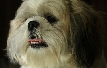 6 Fakta Menarik Tentang Anjing Shih Tzu yang Perlu Diketahui ...