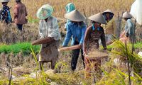 Hari Tani Nasional: Petani Masih Jadi Tamu di Tanahnya Sendiri