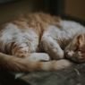 Beberapa Alasan Kucing Menggoyangkan Ekornya Saat Tidur