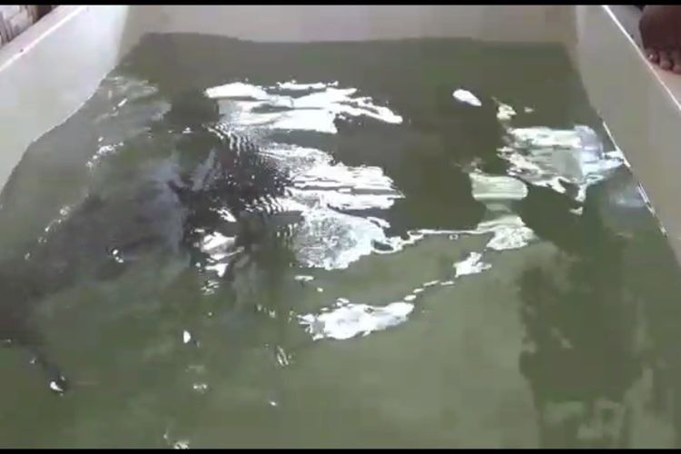 Ikan Dugong yang dievakuasi dalam sebuah bak untuk nantinya mendapat perawatan intensif lebih lanjut.
