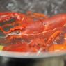 Pakar IPB Paparkan Fakta Kandungan Darah Lobster
