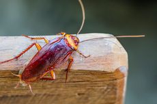 Kenapa Kecoak Tidak Terbang meski Punya Sayap?