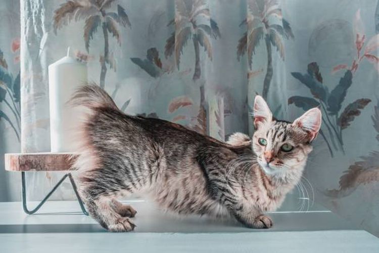Kucing Pixie Bob, ras kucing yang mudah dilatih.