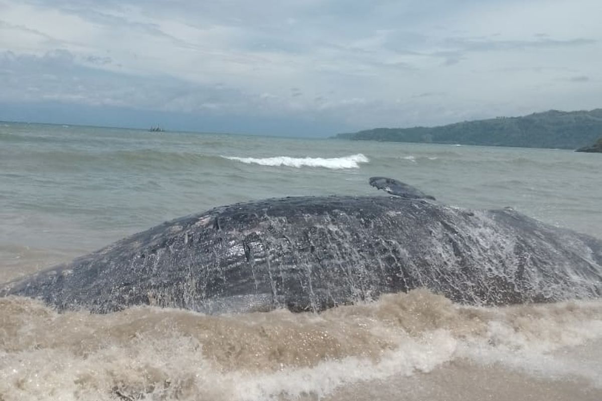 Terseret Arus, Bangkai Paus Terdampar di Pantai Pulau Kunti Sukabumi