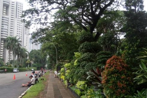 Pedagang Tanaman Hias Senayan Berharap Pemerintah Bantu Promosikan Mereka 