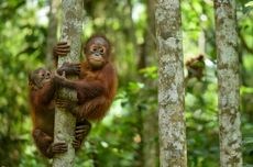 Hidup di Kebun Binatang Tingkatkan Rasa Ingin Tahu Orangutan