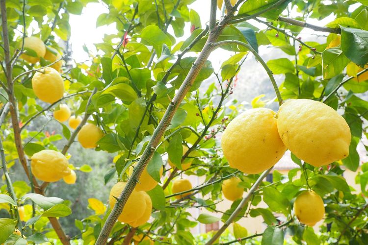 4 Tanaman Buah yang Tahan Kekeringan, Cocok Ditanam di Tempat Panas