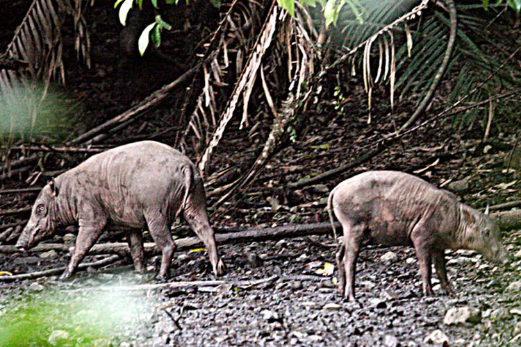 Monitoring Anoa Dan Babi Rusa Dengan E Pass