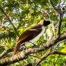 Mengapa Burung Cenderawasih Menjadi Kebanggaan Rakyat Papua dan Dilestarikan?