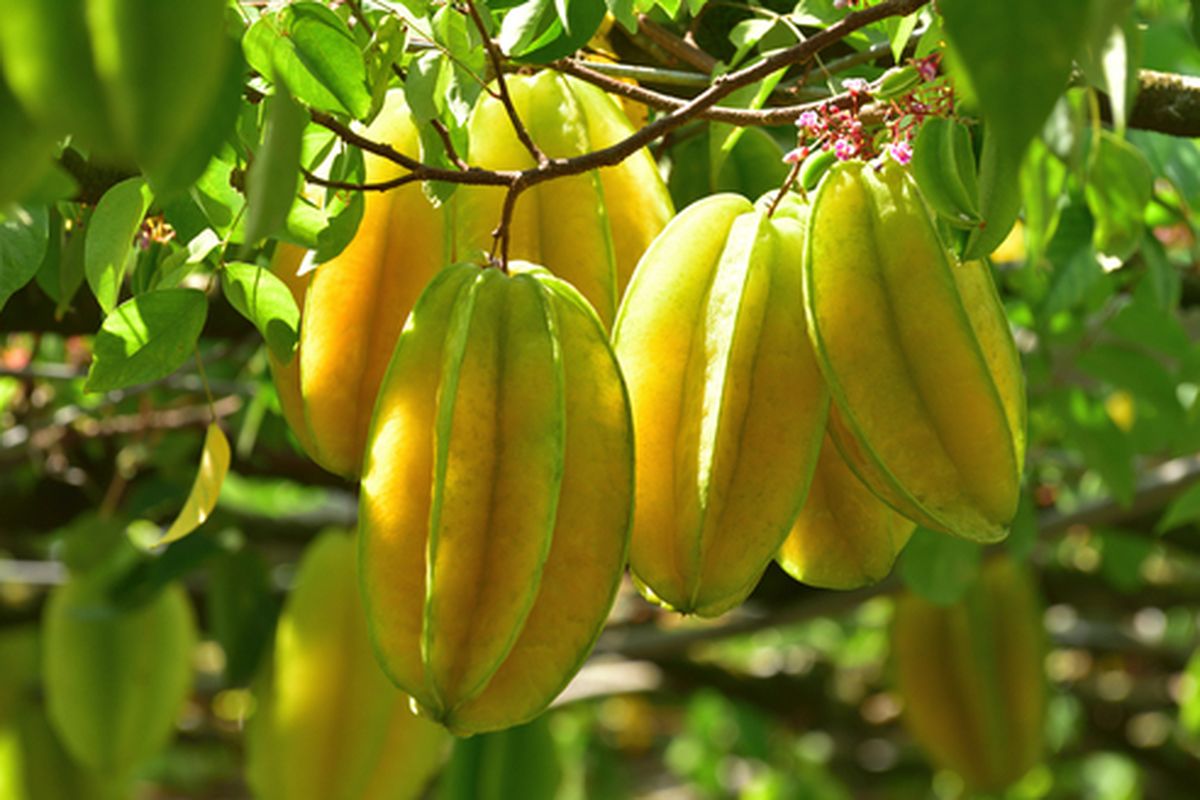 Tanaman belimbing manis