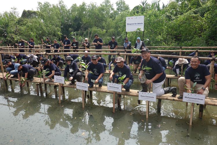 Balai Konservasi Sumber Daya Alam (BKSDA) Jakarta bersama Yayasan Konservasi Alam Nusantara (YKAN) dan Dow Indonesia melakukan penanaman mangrove di Kawasan SM Muara Angke, Jakarta, Kamis (13/7/2023).             