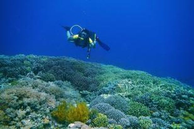 View salah satu spot Diving dengan hamparan karang Acropora
