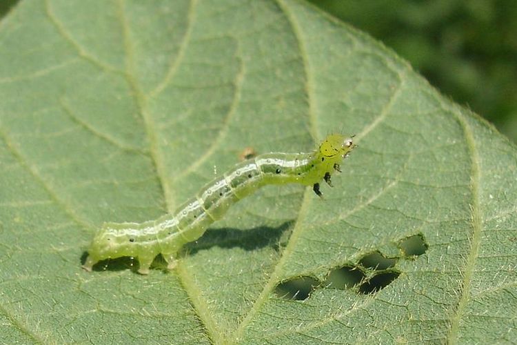 Ilustrasi ulat jengkal pada tanaman kacang hijau