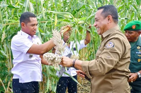 Tekan Angka Stunting, Pemkab Manggarai Jadikan Sorgum sebagai Makanan Tambahan