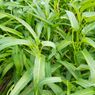 12 Manfaat Sayur Kangkung, Kurangi Kolesterol dan Cegah Sakit Jantung