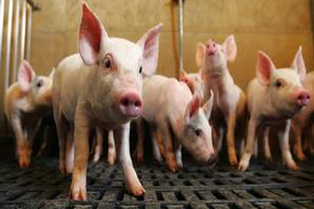 Peternakan babi di Holy Cross, Iowa, AS.