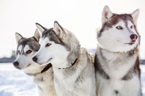 Kerap Dikira Sama, Ini Perbedaan Siberian Husky dan Serigala