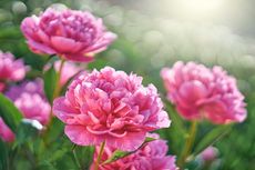 4 Warna Bunga Peony dan Maknanya, dari Cinta sampai Kekayaan