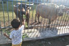 Mudik ke Solo, Kunjungi Kebo Bule Tertua di Keraton Surakarta