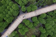 Mangrove Wonorejo Surabaya: Harga Tiket, Jam Buka, dan Aktivitas