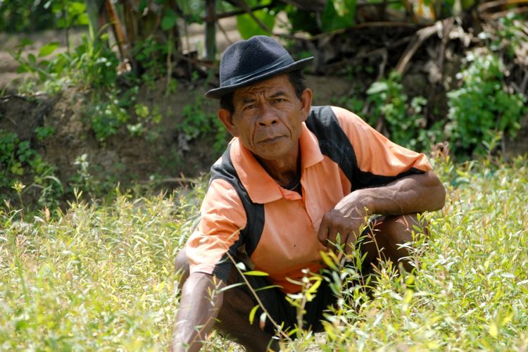 Mbah Rustam (64), saat merawat tanaman kayu putih di kawasan hutan kayu putih di wilayah Kecamatan Toroh, Kabupaten Grobogan, Jawa Tengah, Selasa (29/1/2018).