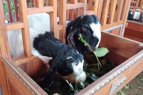 Peternakan Kambing di Malang Bagikan 5.000 Ekor Hewan Kurban Gratis