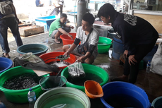 Kesan Pedagang Ikan Hias Jatinegara Setelah Direlokasi dari Trotoar...