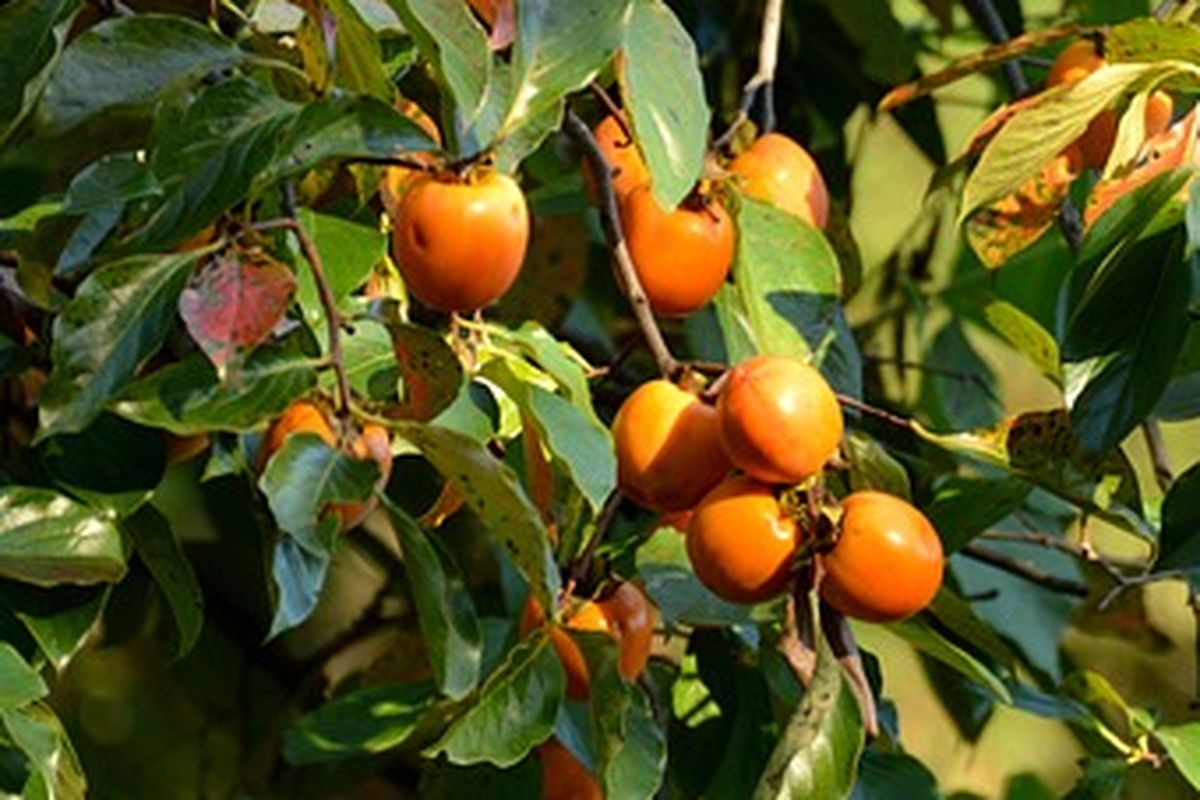 Pohon buah kesemek