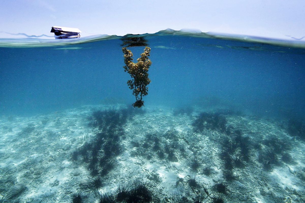 Serumpun alga laut melayang diatas koloni bulu babi (Diadema setosum)  yang tampak seperti kerumunan-kerumunan hitam di dasar laut yang karangnya telah rusak, perairan Pulau Panggang, Kepulauan Seribu, Jakarta, Minggu (25/11). Kerusakan terumbu karang tak hanya disebabkan oleh pengaruh perubahan alam seperti pemanasan global, namun terutama oleh ulah manusia seperti pengakapan ikan yang tidak ramah lingkungan, dan perusakan ekosistem pesisir.