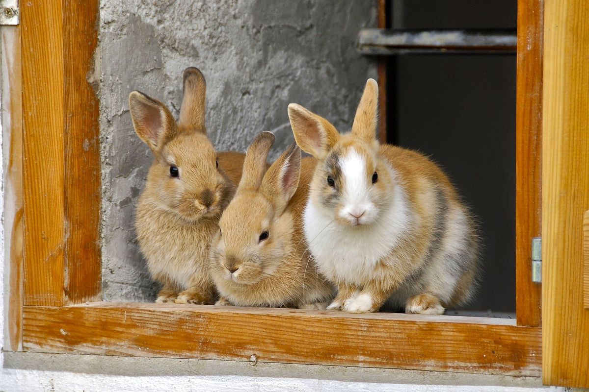 Cara merawat kelinci bisa dikatakan gampang-gampang susah. Hewan berbulu ini memiliki umur panjang. Jadi, jika ingin memeliharanya, penting untuk berkomitmen menjaganya dalam jangka panjang.