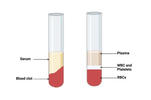 Perbedaan Serum dan Plasma Darah