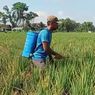 Sawah di 4 Kecamatan di Madiun Terserang Hama Wereng, 3.000 Hektar Lahan Terancam Gagal Panen