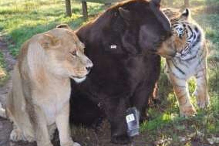 Baloo si beruang, Leo si singa dan Shere Khan sang harimau tinggal bersama selama 15 tahun terakhir.