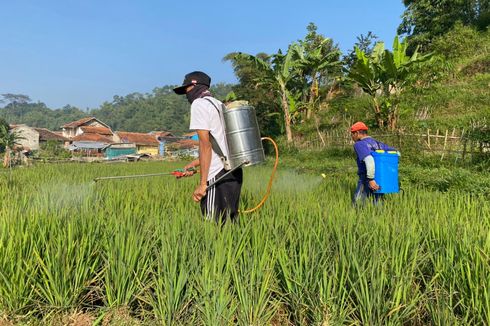 Tahun 2022, Penyerapan Tenaga Kerja Sektor Pertanian Catat Pertumbuhan Positif