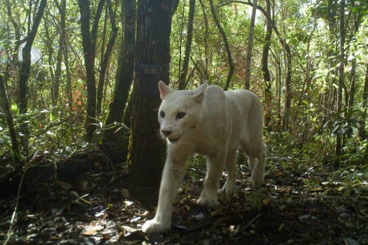 Puma berwarna putih tertangkap kamera di hutan Brasil. Variasi warna bulu hewan langka ini, diduga karena gen nenek moyang mereka sebelumnya yang memiliki warna seragam.