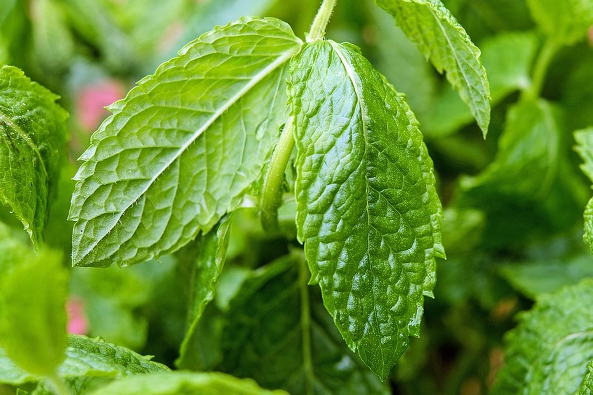 Ilustrasi daun mint