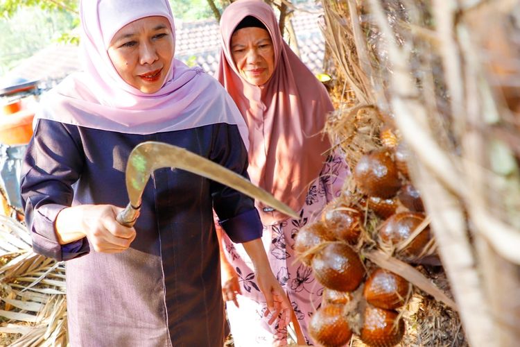 Panen Salak Madu di Malang, Khofifah: Rasanya Manis dan Renyah