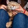 Berbagai Mitos Seputar Kehamilan dan Pelihara Kucing