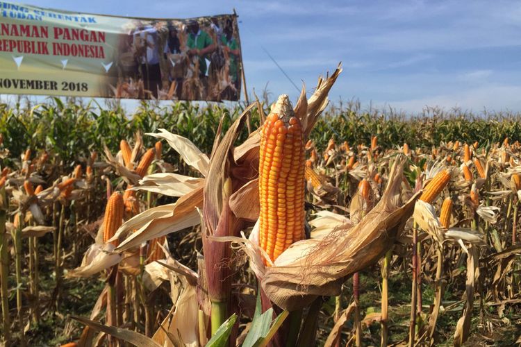 Jagung Masih Impor Pemerintah Akui Salah Perhitungan Jagung Masih Impor Pemerintah Akui Salah Perhitungan