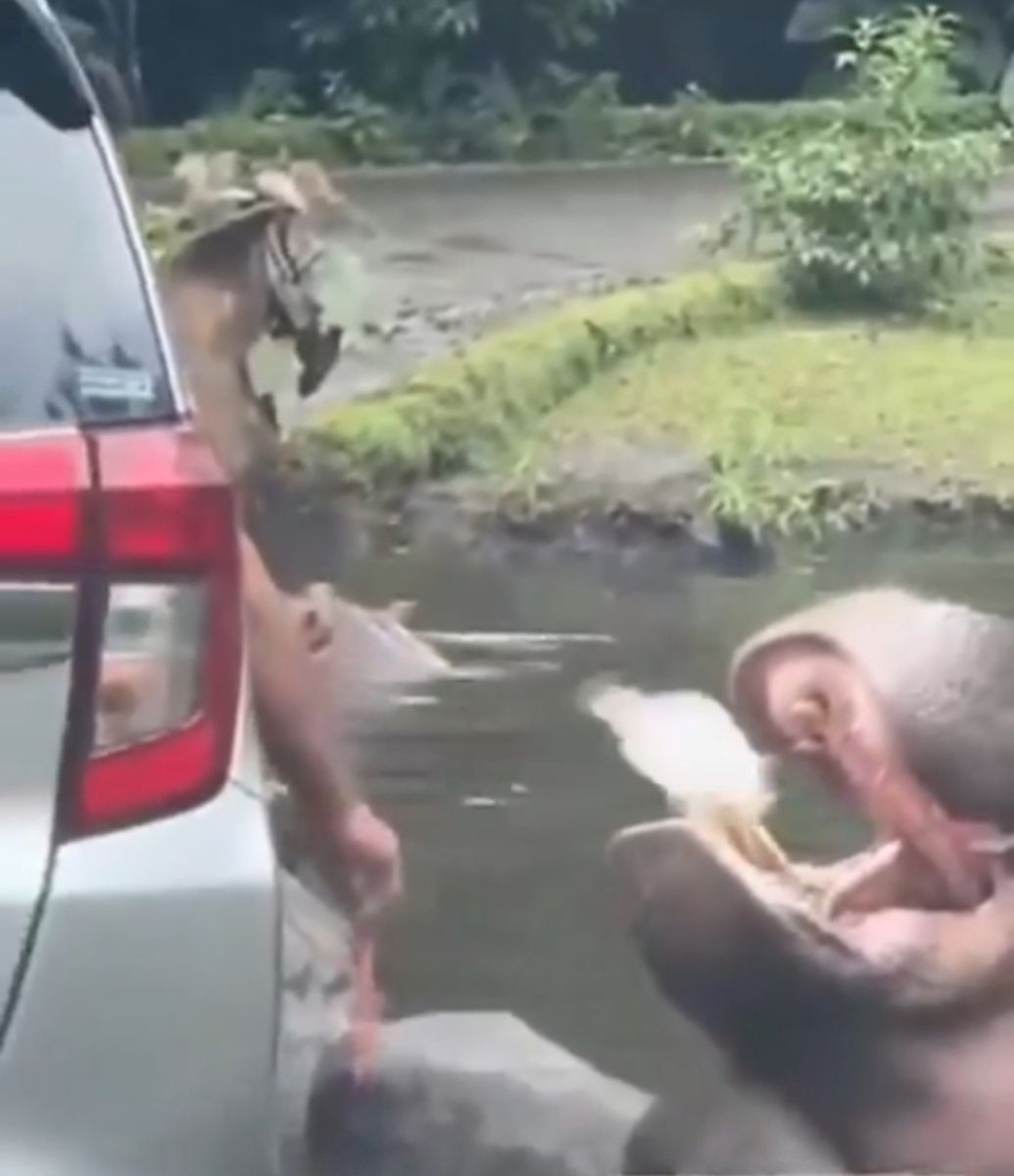 Taman Safari Indonesia Bogor akan 