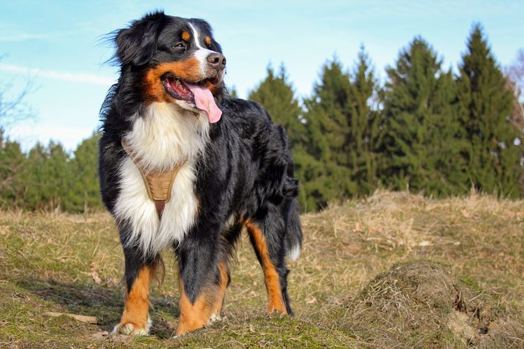 Ilustrasi anjing Bernese Mountain Dog.