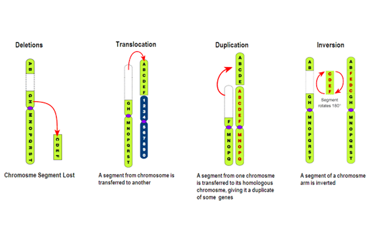 Macam-macam Mutasi Kromosom Beserta Contohnya
