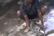 Lama Menunggu Damkar, Warga Pasuruan Nekat Tangkap Ular Sanca 3 Meter