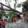 Pohon Setinggi 12 Meter Tumbang Diterpa Angin di Jatikramat, Damkar Kota Bekasi Terjunkan 11 Personel