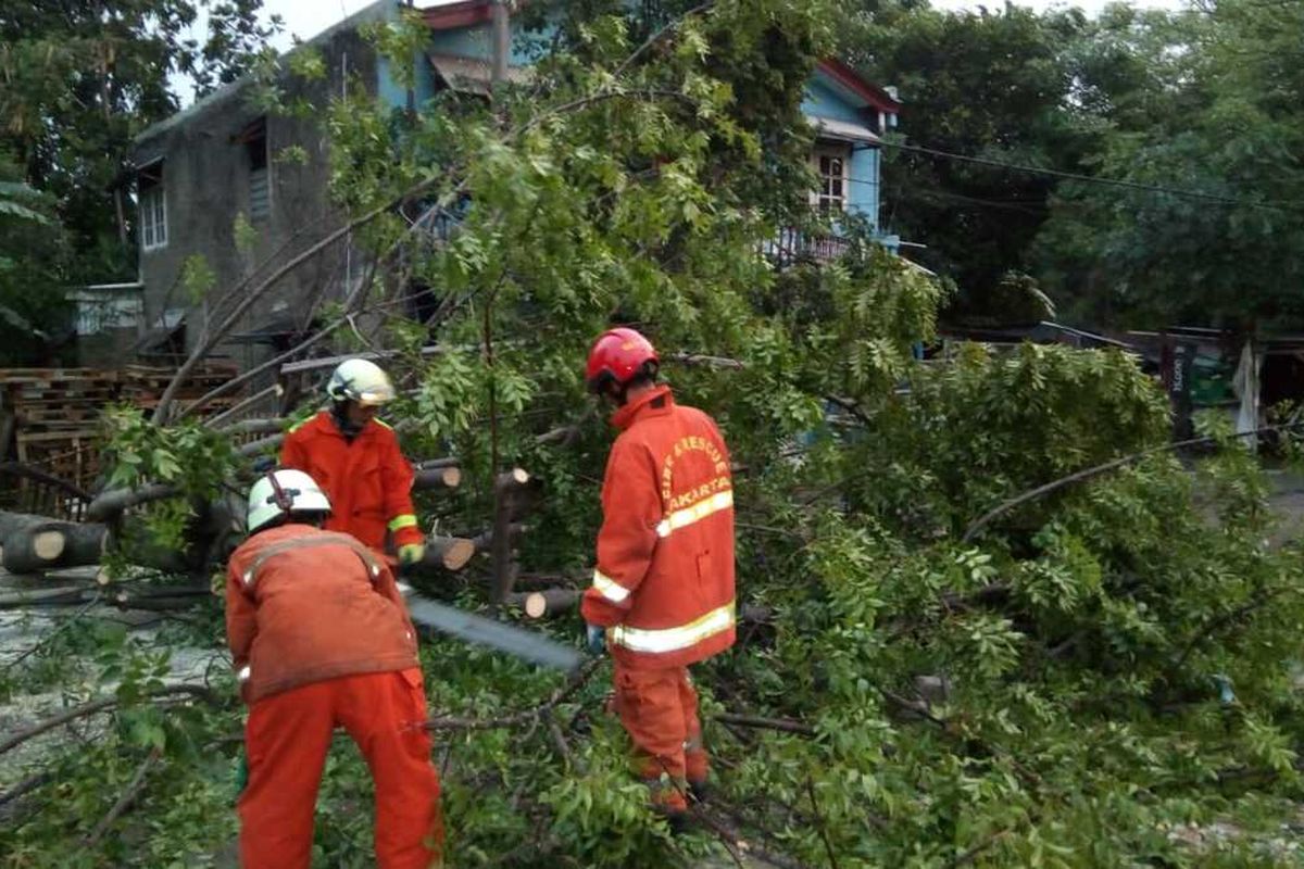 Petugas Suku Dinas Penanggulangan Kebakaran dan Penyelamatan (Sudin PKP) Jakarta Timur memotong dahan pohon tumbang di kawasan Kampung Sumur, Cakung, Jakarta Timur, Rabu (11/12/2019).