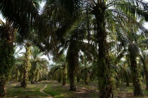 Garap Hutan Lindung Jadi Kebun Kelapa Sawit, Direktur PT KMP Ditangkap