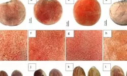 BRIN Temukan Subspesies Baru Buah Bisbul Asli Papua