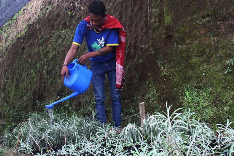 Masyarakat Suku Tengger lereng Gunung Bromo di Dusun Wonomerto, Desa Tosari, Kecamatan Tosari, Kabupaten Pasuruan, membudidayakan bunga edelweis, Jumat (8/6/2018). Mereka membudidayakan bunga keabadian itu untuk keperluan upacara adat karena populasi bunga yang statusnya dilindungi itu terus menyusut seiring dengan pengambilan secara liar.